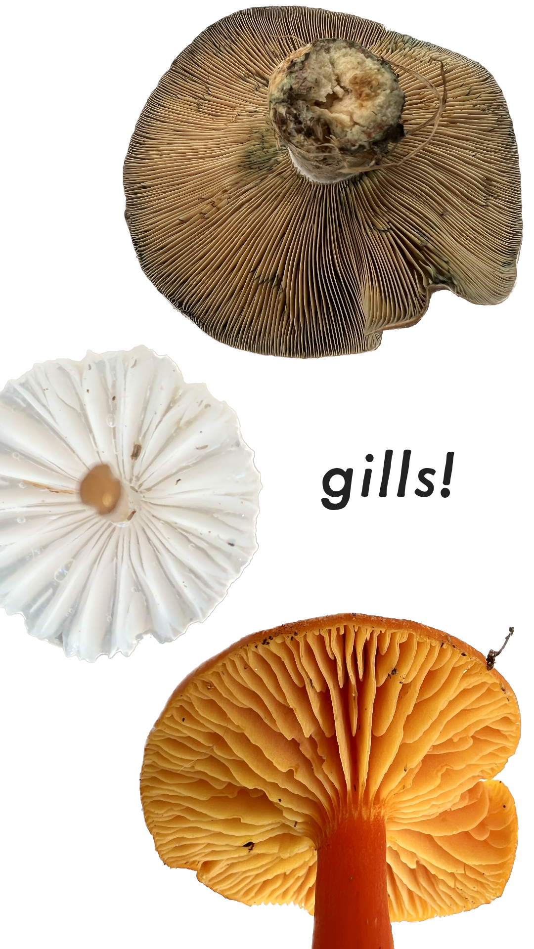 Three mushrooms photographed from below showing gill spore surfaces