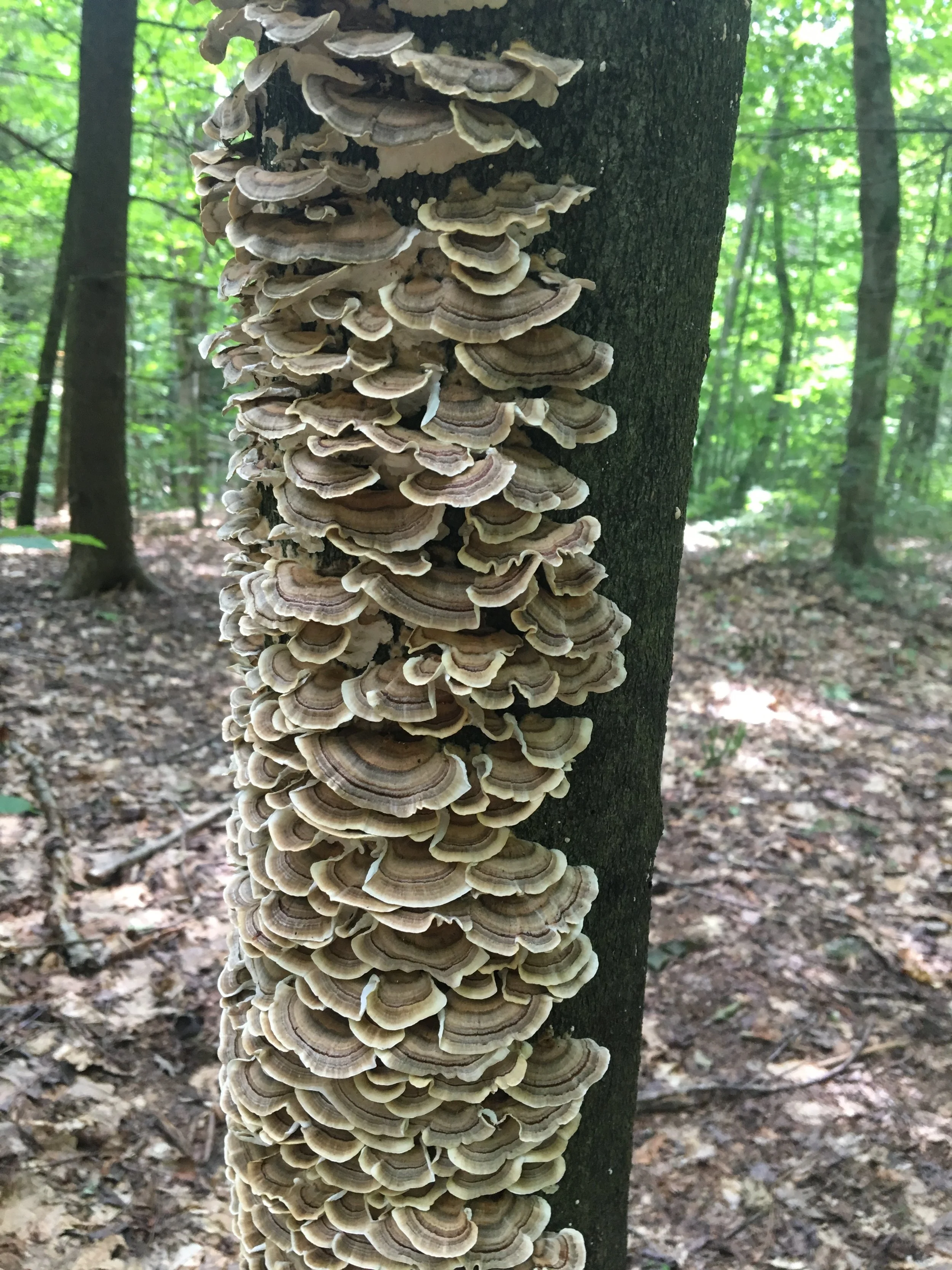 Turkey tail mushrooms covering a tree trunk in a summer forest