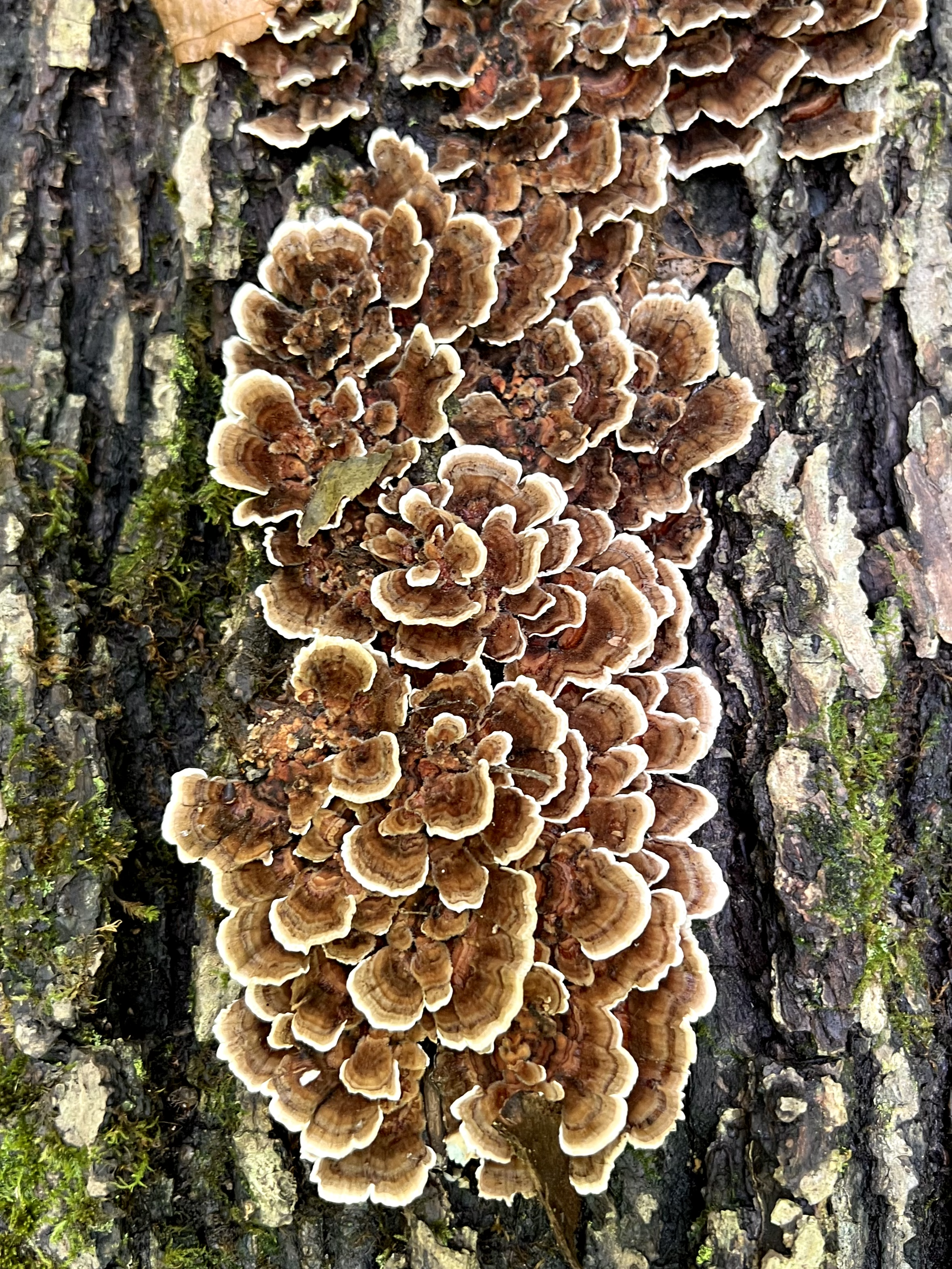 Close-up of turkey tail mushrooms with brown and cream banding on bark
