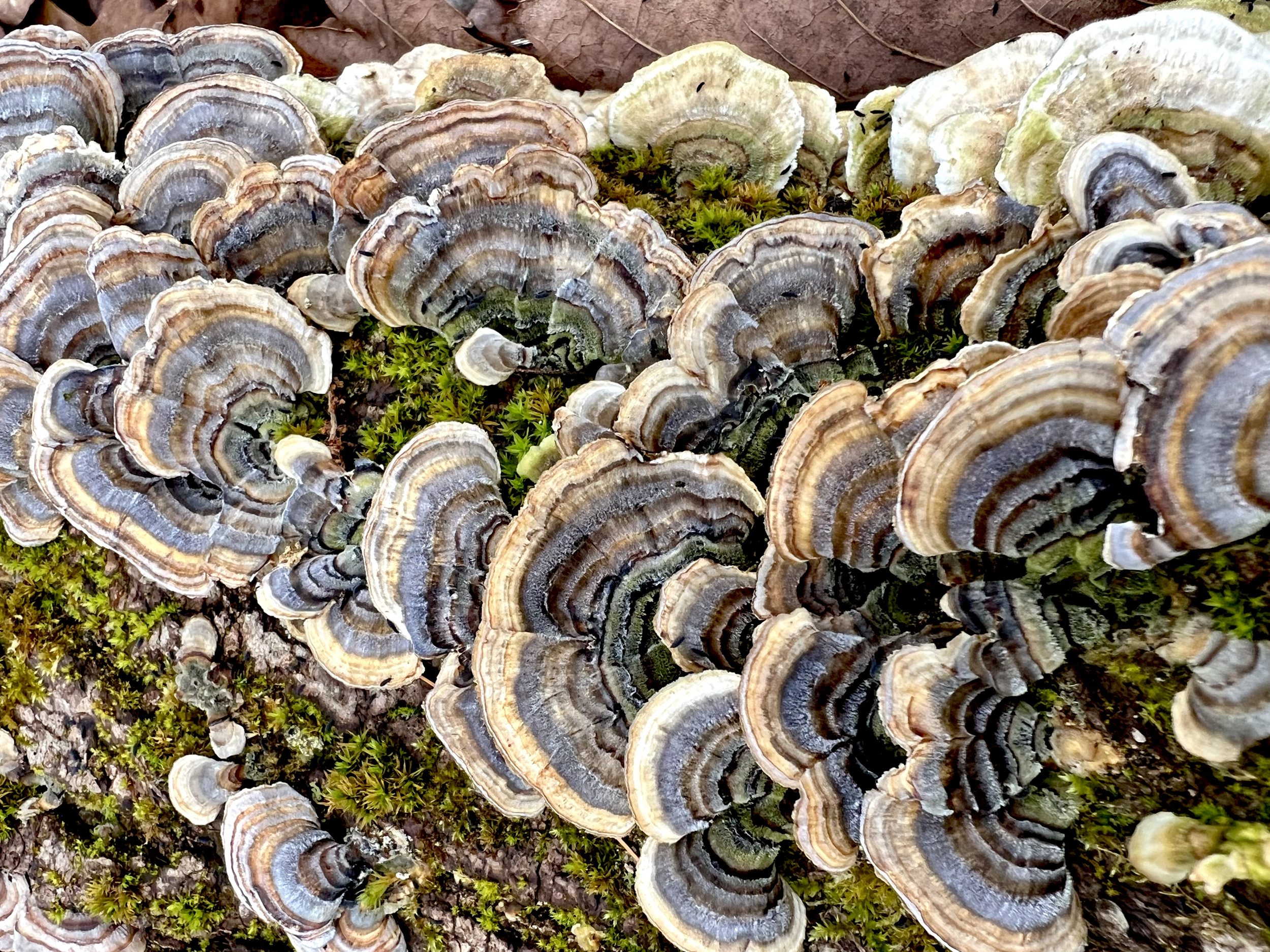 Turkey tail mushrooms in blue and grey tones growing on a mossy log