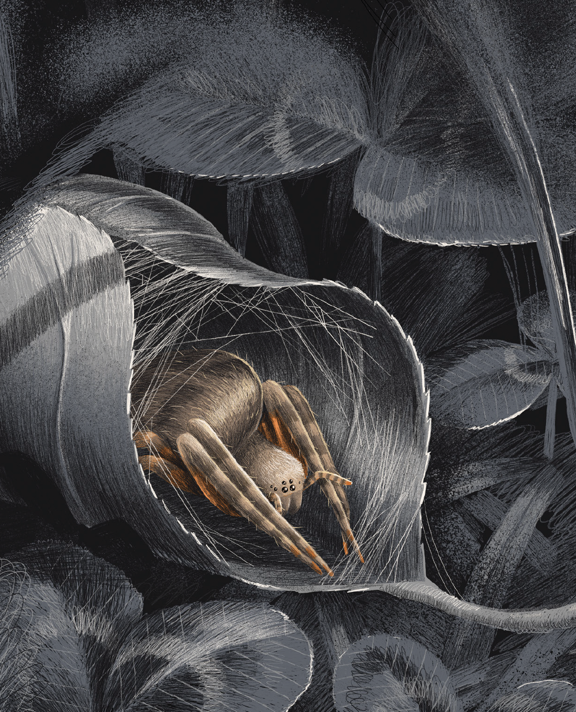 Illustration from Weaver and the Web
